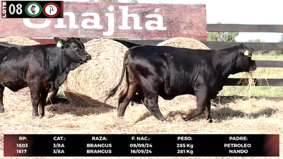 Lote LOTE 8