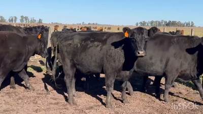Lote 13 Vacas nuevas C/ gtia de preñez en Gral. Belgrano, Buenos Aires