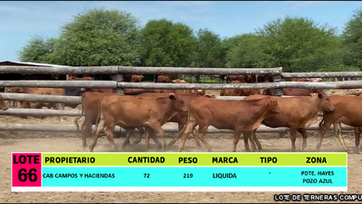Lote LOTE 66 - 72 TERNERAS CBO 2