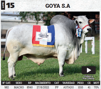 Lote LOTE 15 - BOZAL