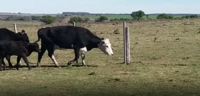 Lote 34 Piezas de cría en Soriano