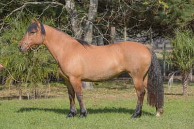 Lote Yubely Zorzalita