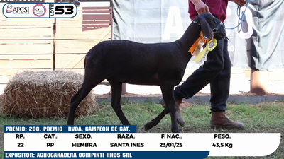 Lote LOTE 53