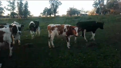Lote 28 Terneros Holando y Cruza en Tala