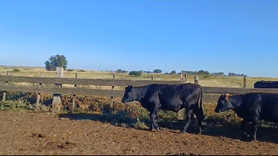 Lote (Vendido)10 Vaquillonas 1 a 2 años ANGUS 325kg -  en ARROYO DEL MEDIO
