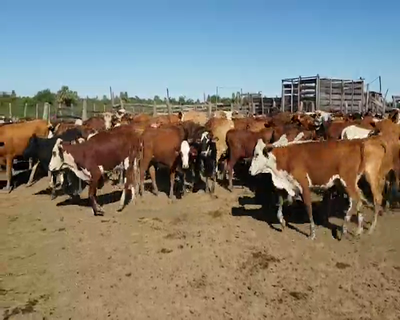 Lote 110 Vaquillonas en San Luis del Palmar, Corrientes