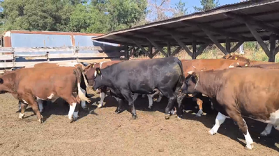 Lote 20 Novillo Gordo en Los Ángeles, VIII Región Biobío