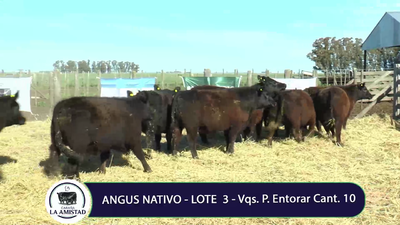 Lote Vaquillona para entorar