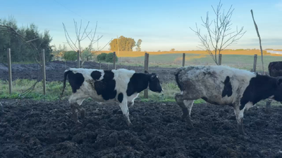Lote TERNEROS