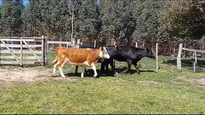 Lote (Vendido)3 Vaquillonas 1 a 2 años CRUZAS 370kg -  en MONZON