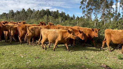 Lote 80 Vaquillonas 1 a 2 años en Garzón, Maldonado