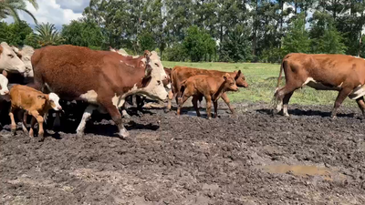 Lote 16 Vacas nuevas C/ cria en San José, Entre Ríos