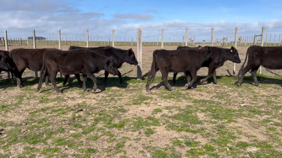 Lote 218 Vaquillonas 1 a 2 años en Costas de Ayala, Treinta y Tres