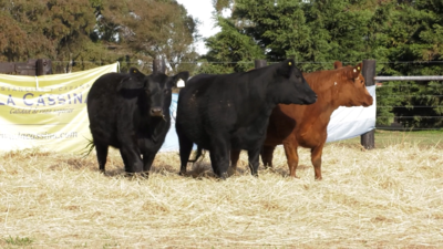 Lote VAQUILLONA A. ANGUS PURO PEDIGREE