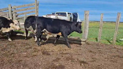 Lote TERNEROS