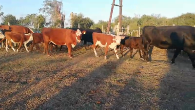 Lote 28 Vacas nuevas C/ cria en Entre Ríos, Federal