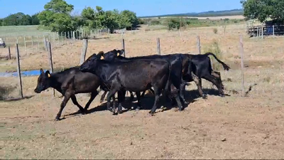 Lote TERNERAS