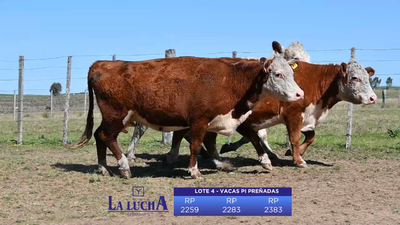 Lote VACAS PI PREÑADAS