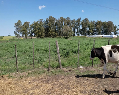 Lote (Vendido)10 Terneros HO 192kg - , Colonia