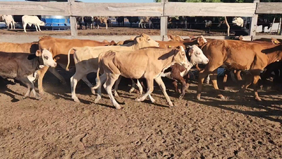 Lote 120 Terneros/as en San Lorenzo, Corrientes