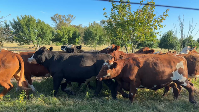 Lote NOVILLOS 1 a 2 AÑOS