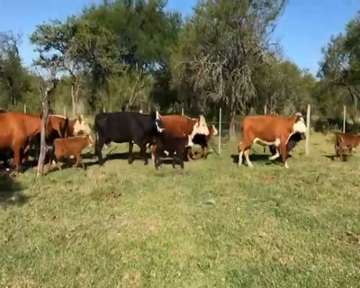 Lote 28 Vacas CUT con cría en Federal, Entre Ríos
