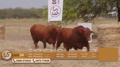 Lote Toro
