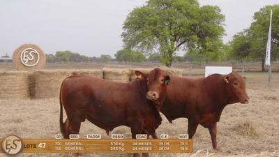 Lote Toro