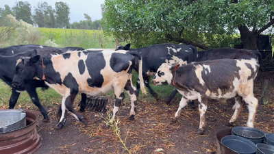 Lote TERNEROS Y TERNERAS
