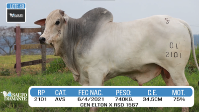Lote LOTE 48