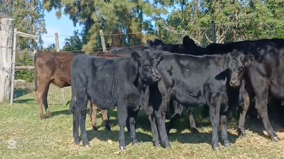 Lote TERNERAS