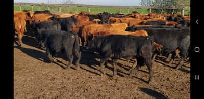 Lote 132 Terneros en Villaguay, Entre Ríos