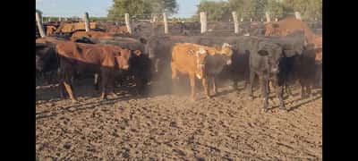 Lote 70 Terneros/as en Entre Ríos, Villaguay
