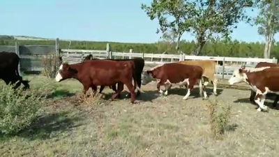 Lote 13 Novillos 1 a 2 años CRUZAS 290kg -  en CARDONA