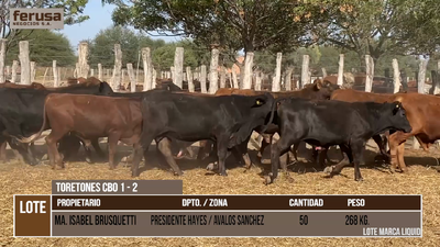 Lote LOTE 3