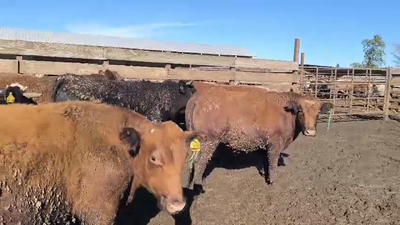 Lote 40 Novillo Gordo en Los Ángeles, VIII Región Biobío