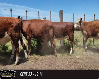 Lote 19 Terneras 6 HE,  5 AA X HE,  5 HE X RA,  2 AA ,  1 RA 246kg -  en ESTABLECIMIENTO SAUCE - RUTA 107 A 8 KM DE SAUCE