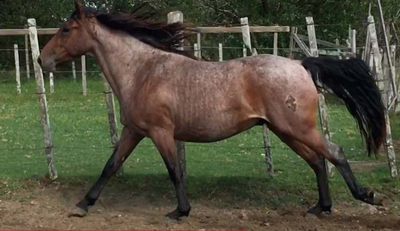 Lote GUAYABI LA INVERNADA