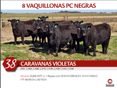 Lote 8 VAQ NEGRAS PC CARAVANAS VIOLETAS