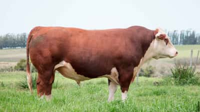 Lote Toros planteleros