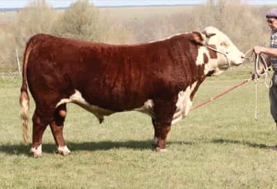 Lote BAQUEANO ADVANCE 10948-56 "LEHENDAKARI"