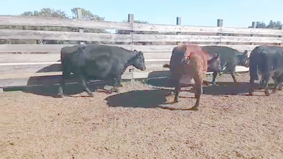 Lote 12 Vacas de Invernada HEREFORD Y ANGUS 550kg - , San José
