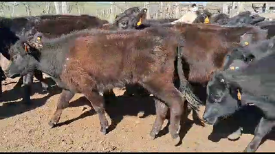Lote 20 Novillos AA en Chamizo