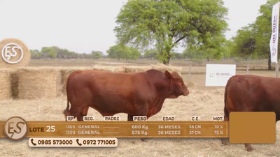 Lote Toro