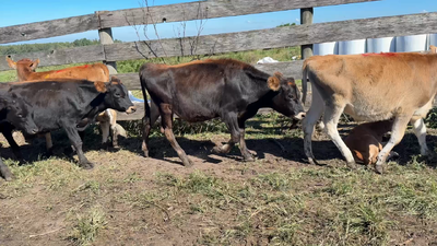 Lote TERNEROS