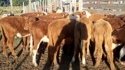 Lote 16 Terneras HEREDORD Y CRUZA 145kg - , San José