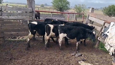 Lote TERNEROS HOLANDO