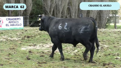  1 Toro en Coyhaique, XI Región Aysén