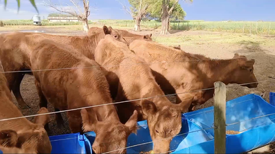 Lote 25 Terneras Salazar