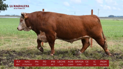 Lote 11 - HEREFORD